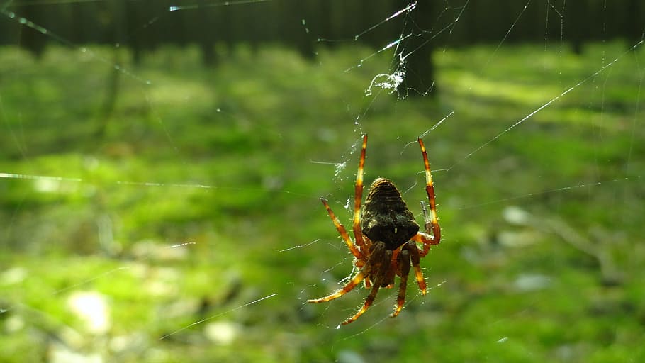 spider, forest, nature, spider's web, animal themes, invertebrate HD wallpaper