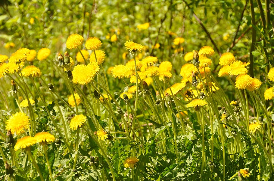 flowers, summer, dandelion, yellow, nature, plant, meadow, flowering plant HD wallpaper