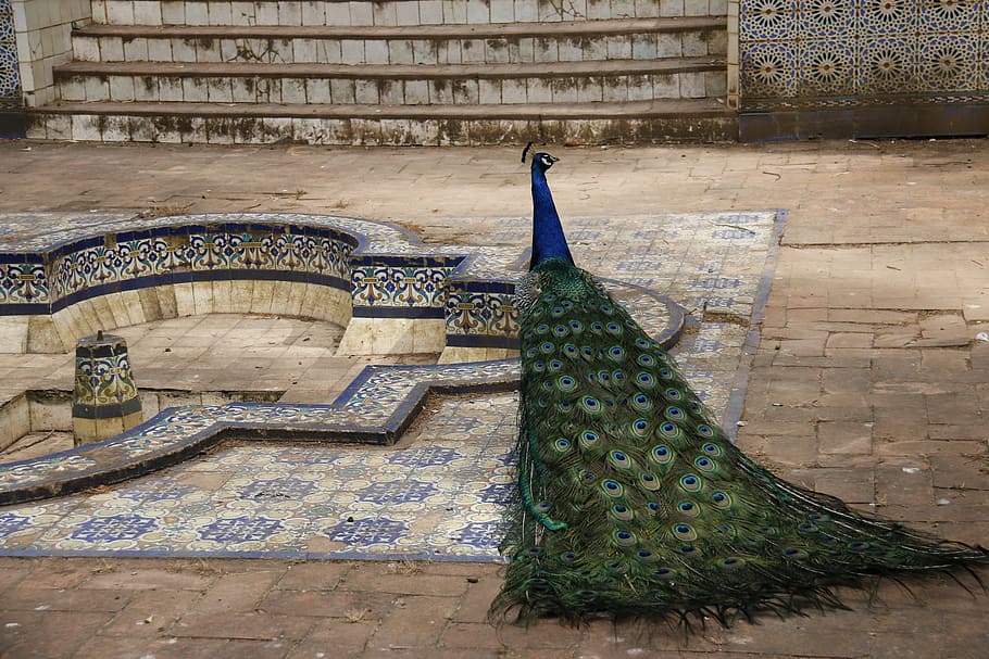 peacock near pool, blue, royals, queen, bird, palace, cultures HD wallpaper