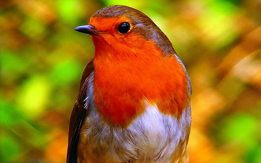 selective focus of European robin bird, redbreast, common, nature, HD wallpaper