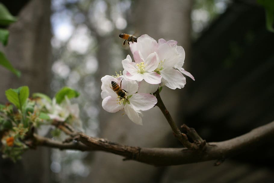 Bees on the flowers, brown bees on white flower, pollen, bokeh HD wallpaper