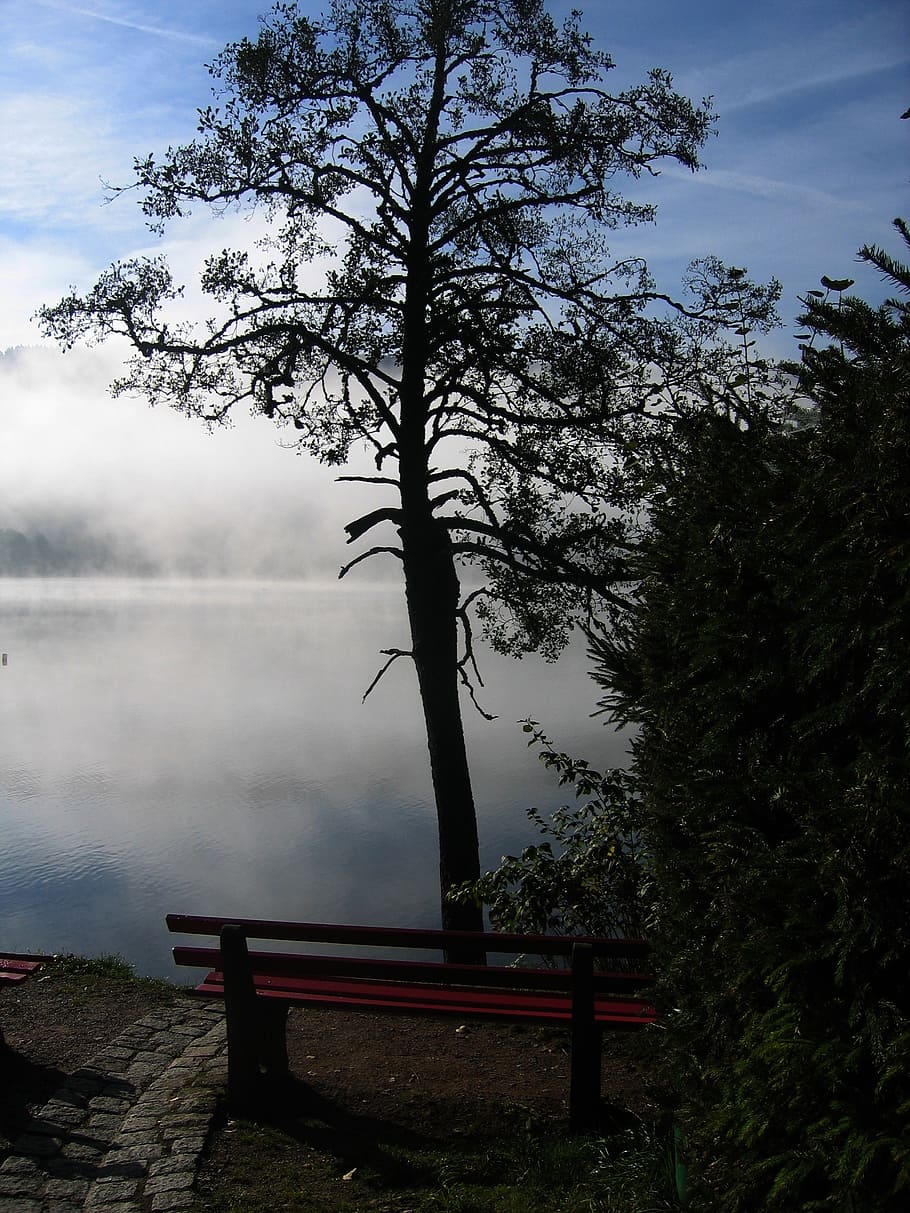 tree, bank, seat, rest, seclusion, black forest, lake, titisee HD wallpaper