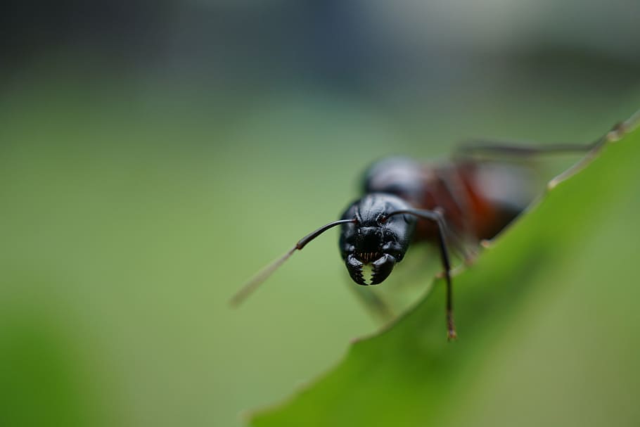 ant, pine, teeth, macro, insect, leaf, nature, animal, close-up HD wallpaper