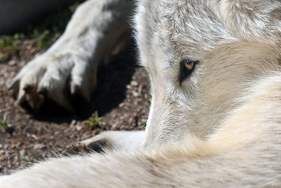 untitled, wolf, predator, close up, lying, animal, animal themes HD wallpaper