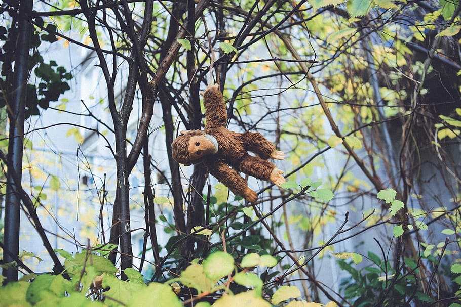 brown monkey plush toy hanged on tree branch, brown gorilla plush toy hanging on vines HD wallpaper