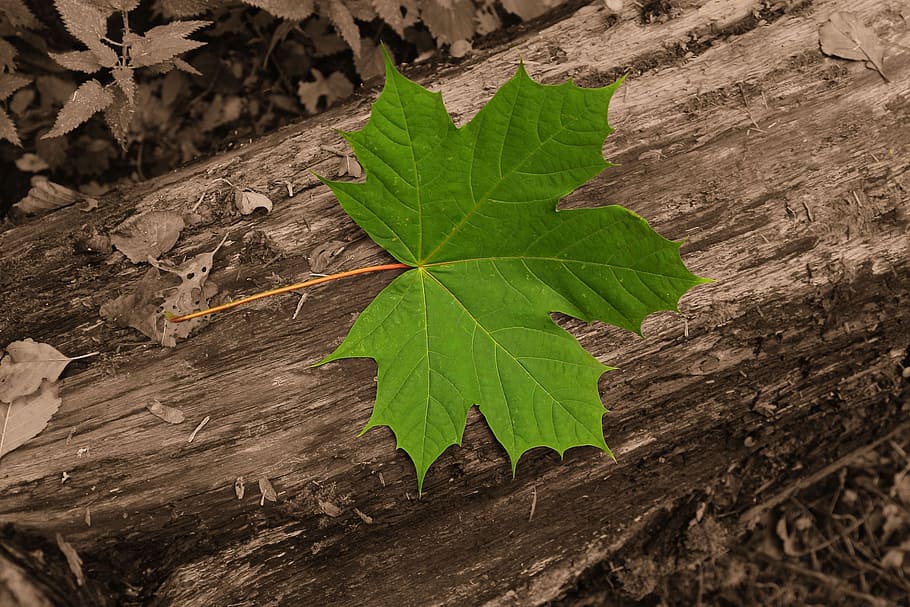 maple, listie, priroda, green, leaf, plant part, nature, green color HD wallpaper