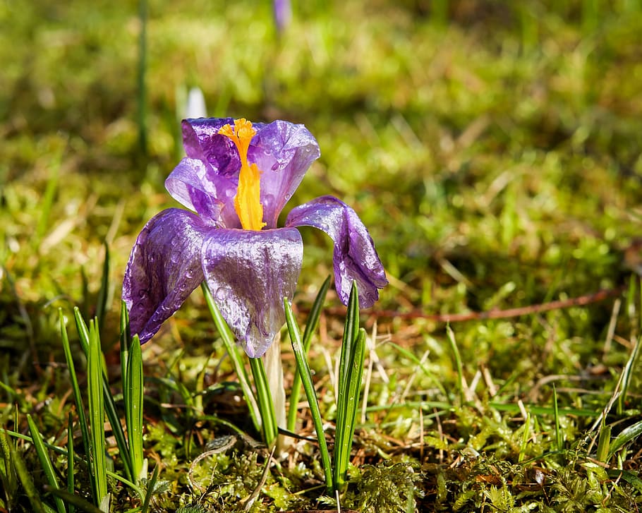 purple iris flower closeup photography, crocus, flowers, spring HD wallpaper