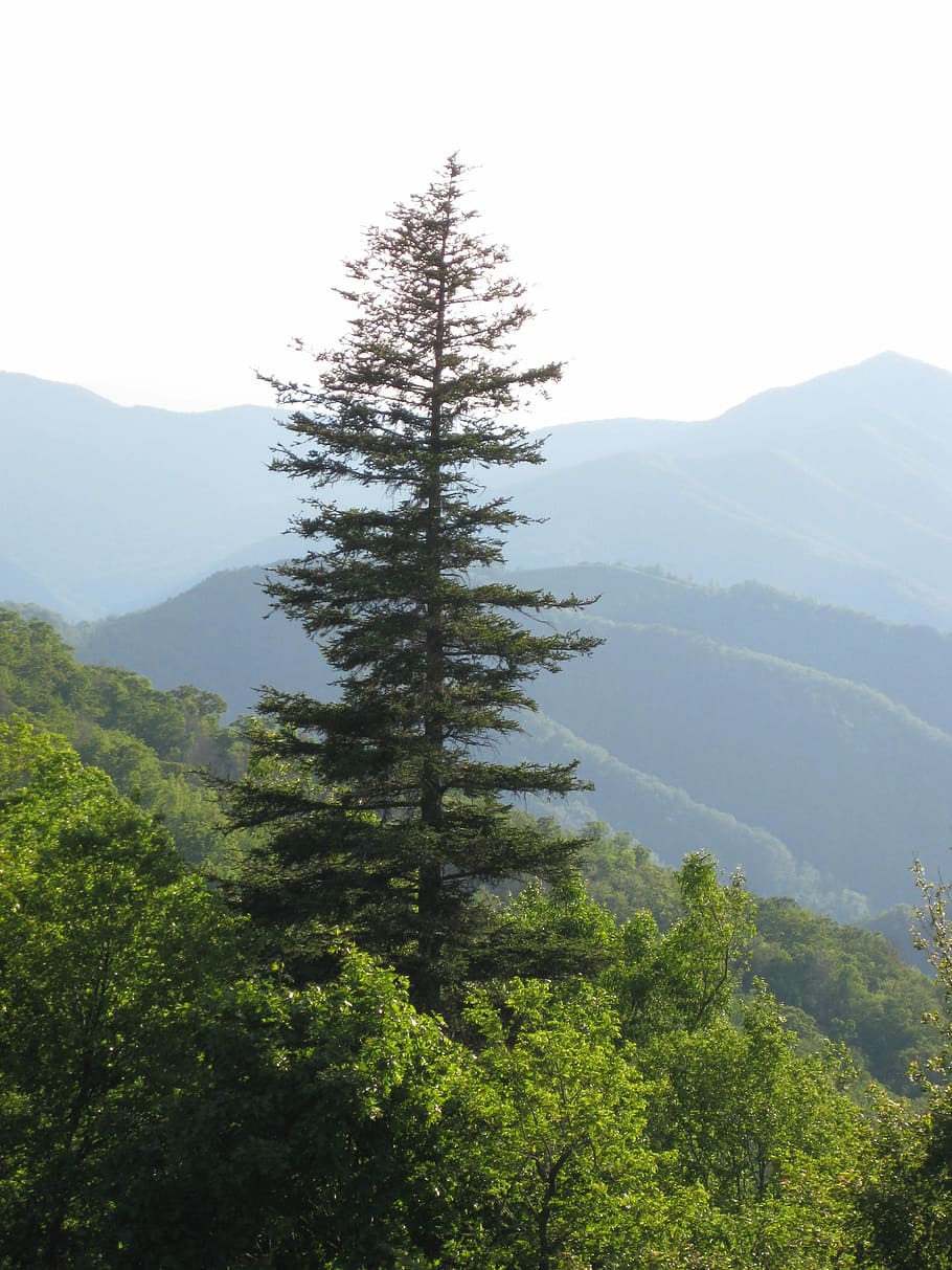 Tree, Mountain, Nature, Landscape, green, scenery, peaceful HD wallpaper