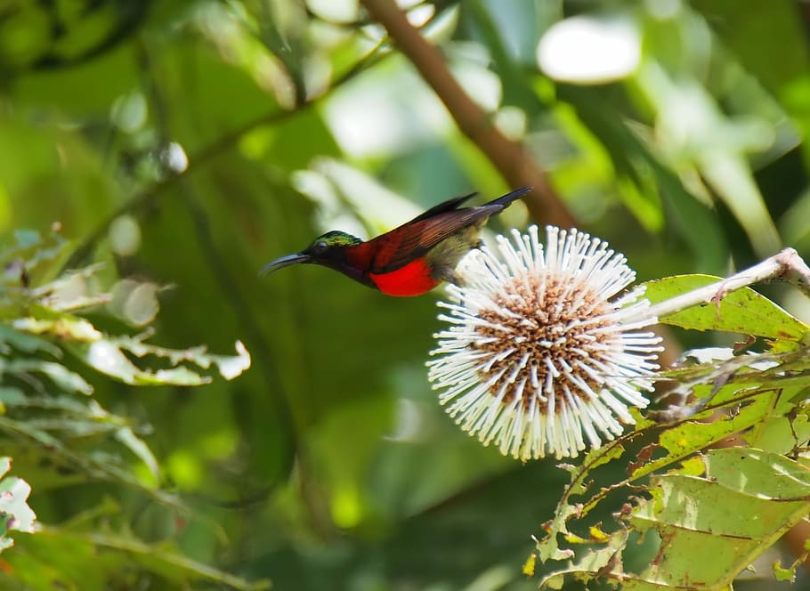 nature, tree, flora, leaf, outdoors, flower, wildlife, season HD wallpaper