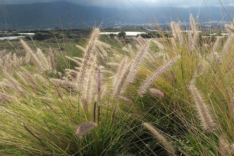 cereals, sky, nature, clouds, field, plant, land, growth, landscape HD wallpaper