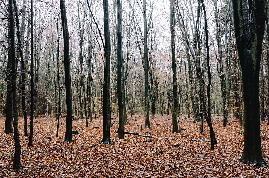 In the forest, nature, tree, autumn, leaf, season, outdoors, woodland HD wallpaper
