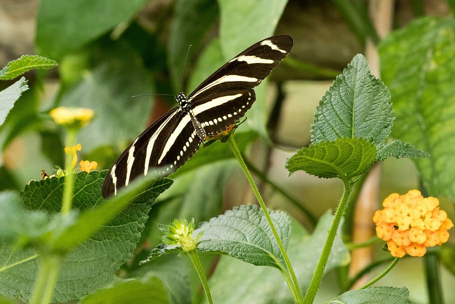 Butterfly, Insect, Close, Macro, butterfly - insect, animal themes HD wallpaper