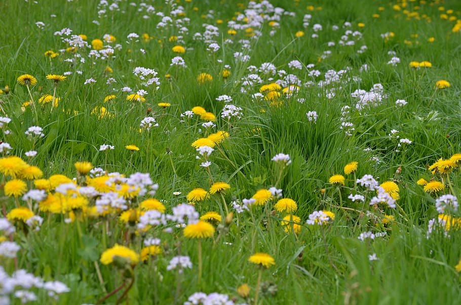 meadow, spring, yellow, green, dandelion, blossom, bloom, close HD wallpaper
