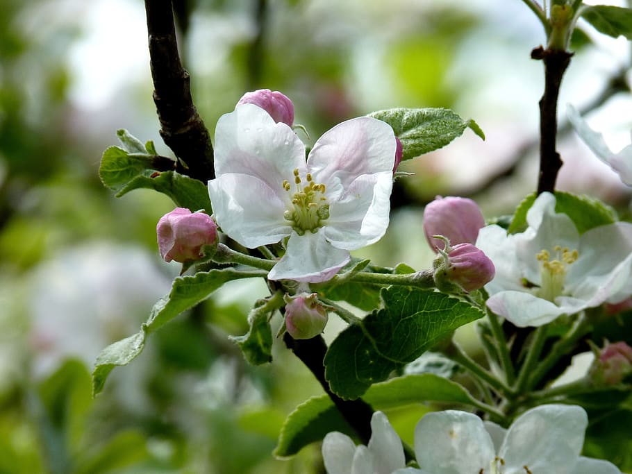 apple, blossom, bloom, tree, spring, apple blossom, apple tree HD wallpaper