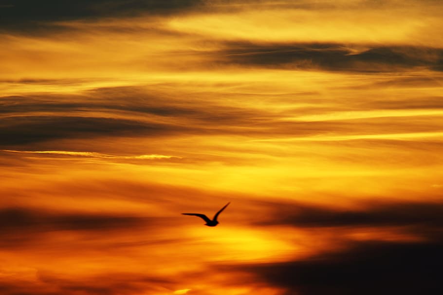 light, flight, dawn, landscape, backlit, bird, clouds, dark, dramatic HD wallpaper