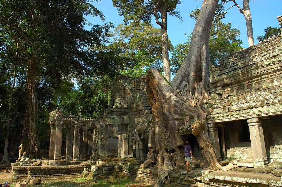 Temple trees. Остров с огромными деревьями древности. Камбоджи деревья фото. Temple Tree. Asian roots.