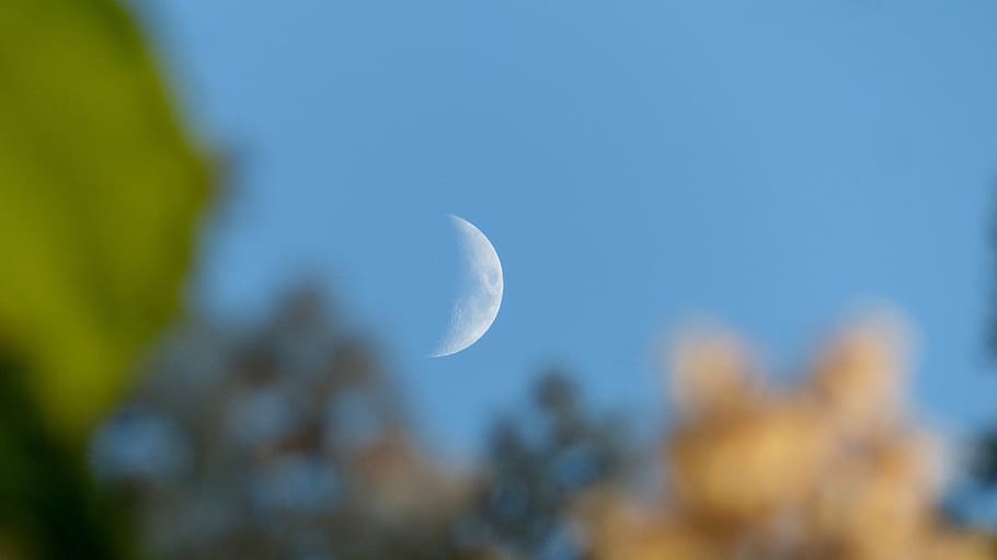 Moon, Trees, Blossoms, Evening, nature, beauty in nature, astronomy HD wallpaper