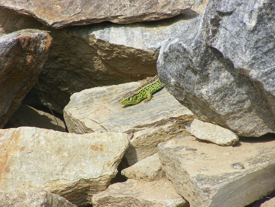 Animals, Nature, Sand Lizard, stone, summer, rock - Object HD wallpaper