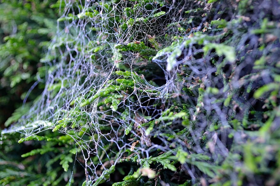 Web, Cobweb, Shrub, Spider, Leaves, background, nature, backgrounds HD wallpaper