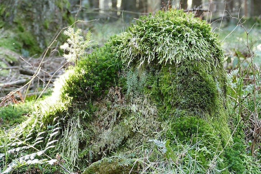 tree stump, idyllic, forest, spring, romantic, moss, spruce HD wallpaper