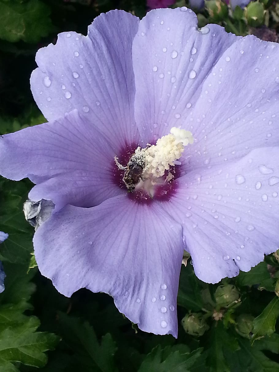 flowers, white, dew, drops, water, droplets, purple, pink, petals HD wallpaper
