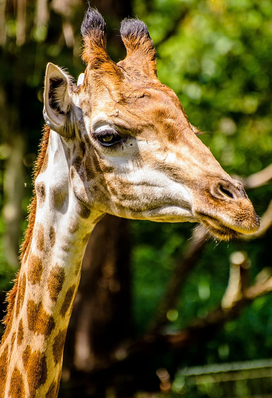 close up photography of giraffe, zoo, animals, nature, wildlife HD wallpaper