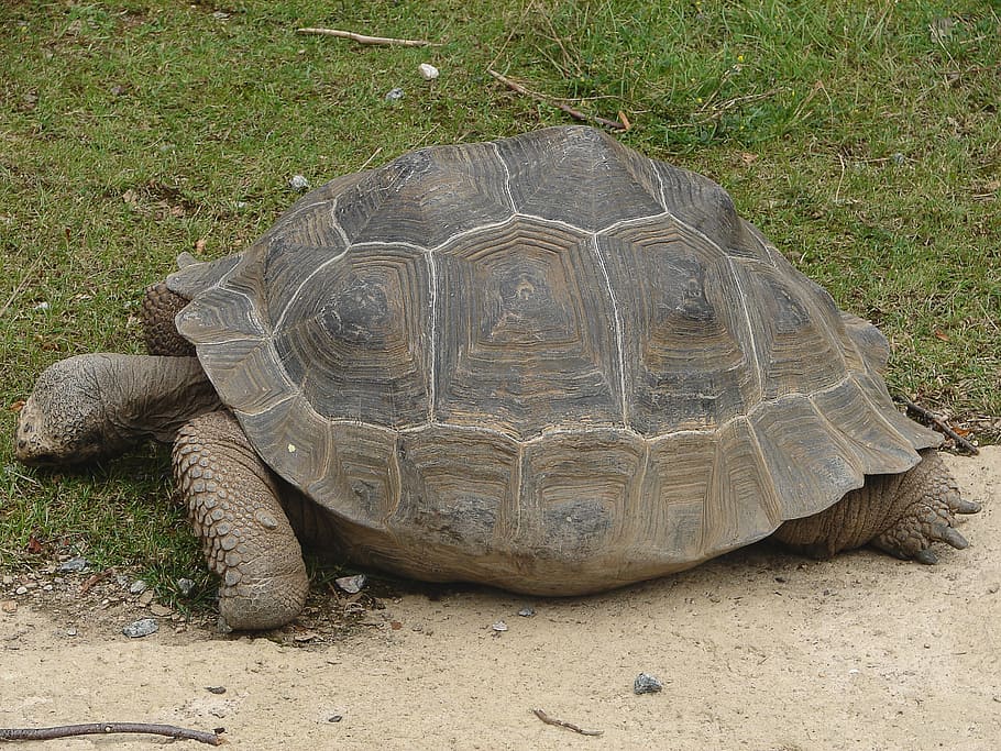 turtle, tortoise, giant tortoise, panzer, armored, animal, slowly HD wallpaper