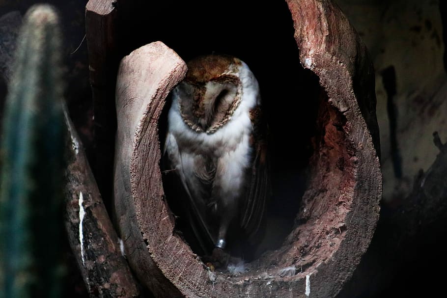 white and brown owl inside wood closeup photography, wildlife photography of owl on tree hole HD wallpaper