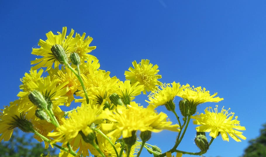 garden, spring, nature, flowering plant, yellow, blue, sky HD wallpaper
