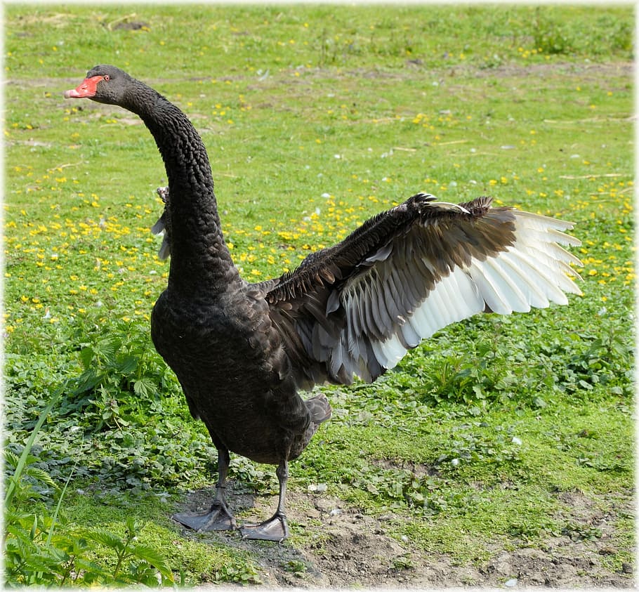 black, ballet, dance, water, bird, nature, holland, animal HD wallpaper