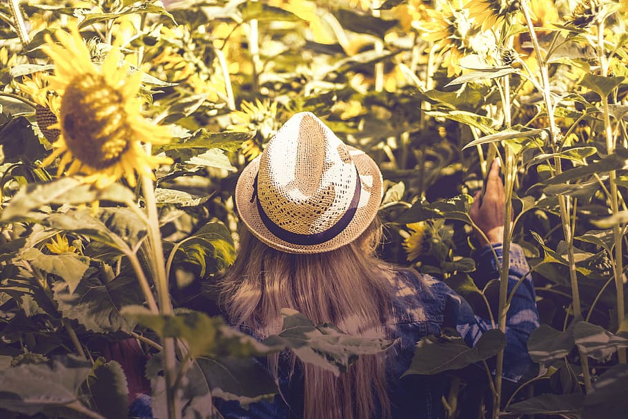 person wearing white hat beside sunflower fields, woman in sunflower field HD wallpaper