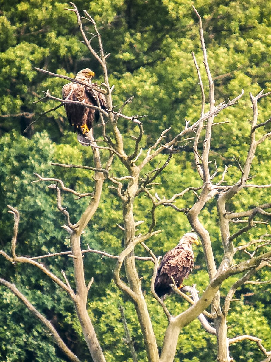 White Tailed Eagle, Adler, Raptor, Bird, nature, animal, tree HD wallpaper