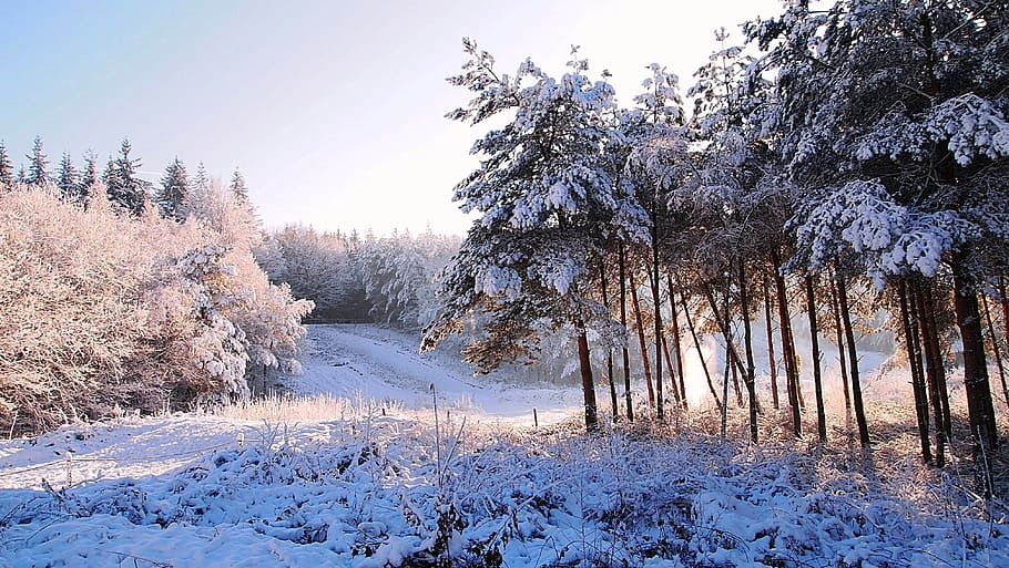 Snow, Forest, Winter, Landscape, Trees, winter landscape, snowy HD wallpaper