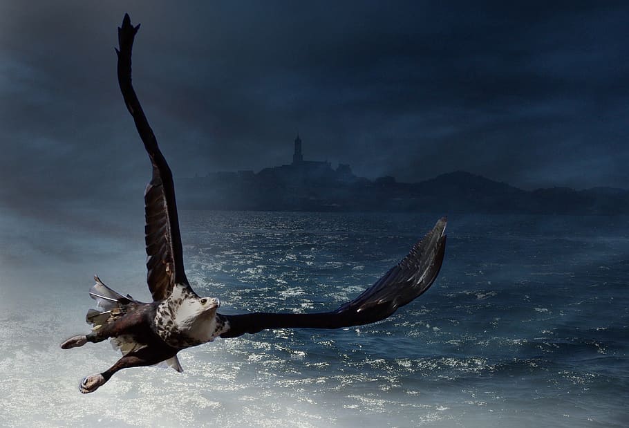 adler, bald eagle, sea, bird, animal, white tailed eagle, bird of prey HD wallpaper