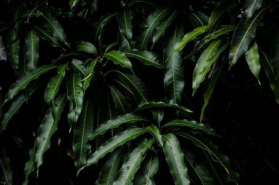 green leafed plant against black background, tree, leaves, mango