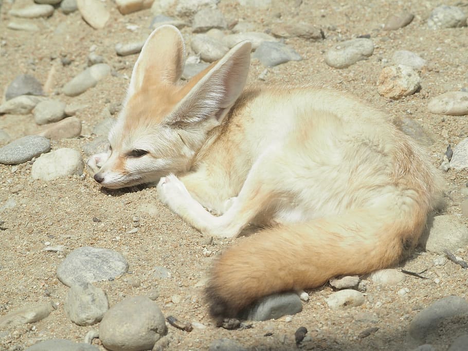 desert fox, zoo, animal, animal themes, one animal, mammal HD wallpaper