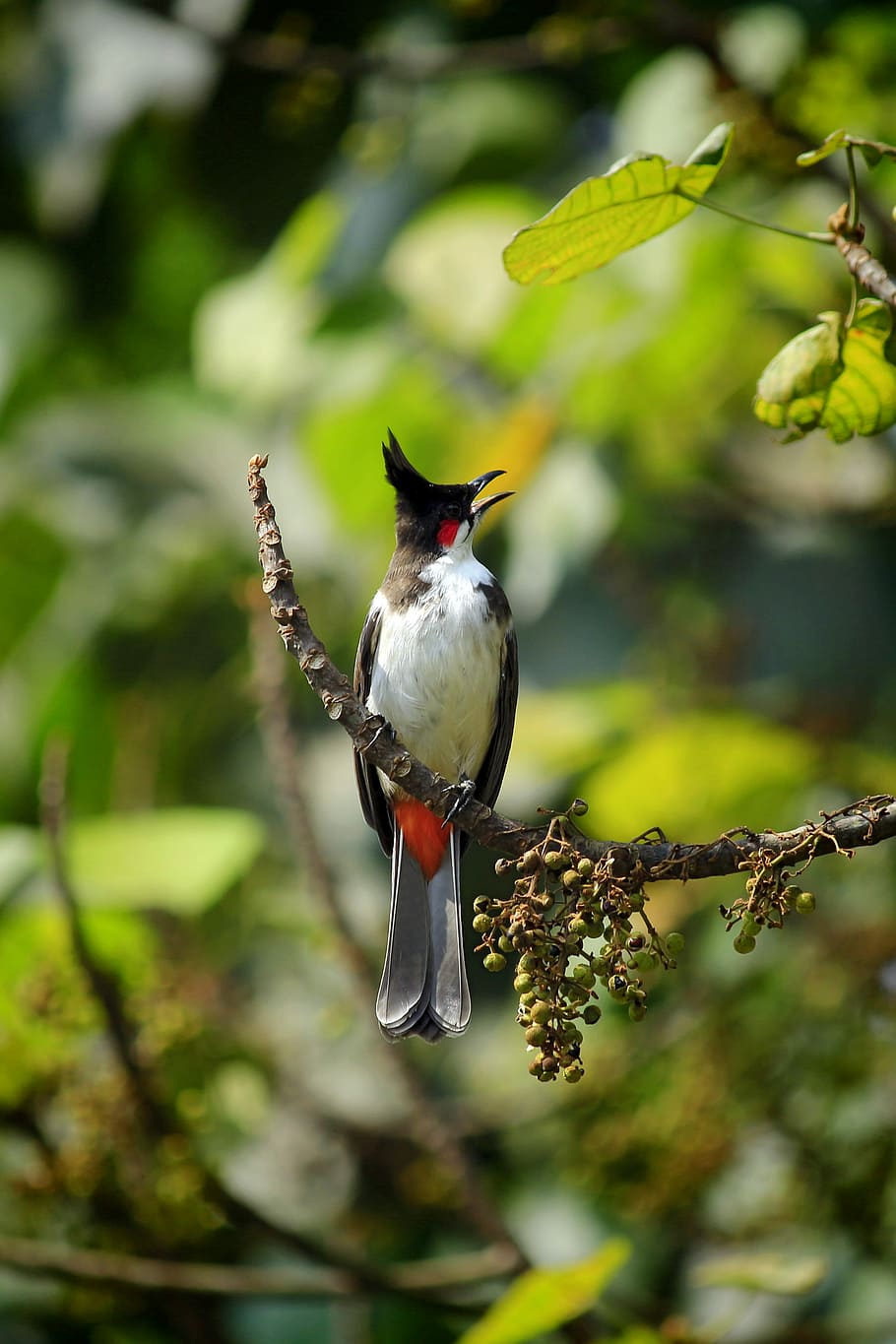 selective focus photography of bird, white, black, and red bird on twig HD wallpaper