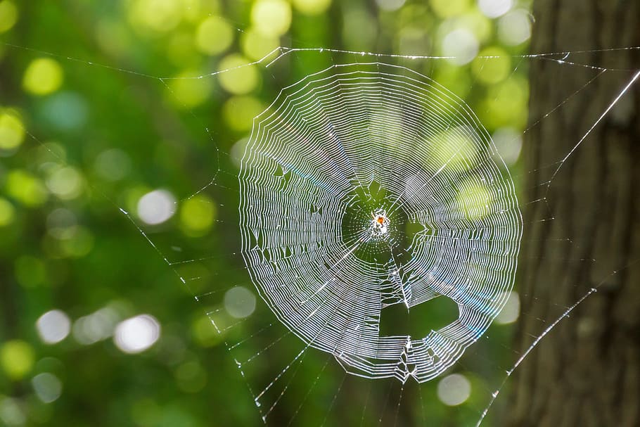 cobweb, back light, cobwebs, animals, spider, network, insect HD wallpaper