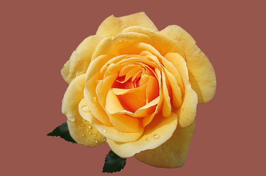 petals, dew, wet, flower, bloom, blossom, flora, rose, flowering plant HD wallpaper