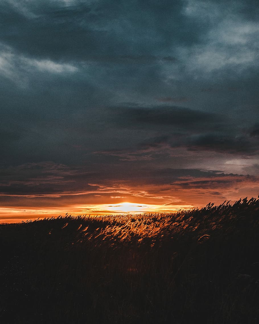 silhouette photography of plants during sunset, sunset across grass field HD wallpaper