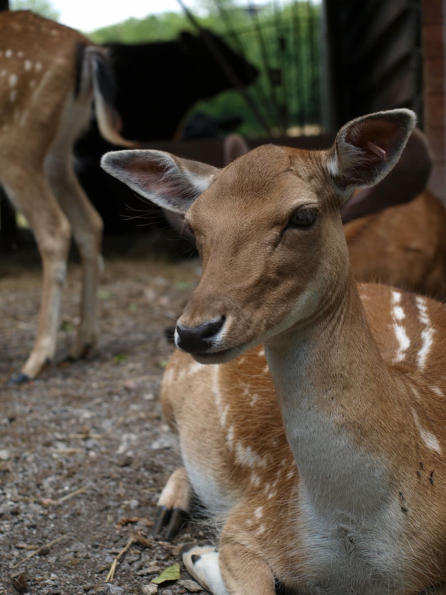 Roe Deer, Doe, Red Deer, Fallow Deer, forest animal, wild, scheu HD wallpaper
