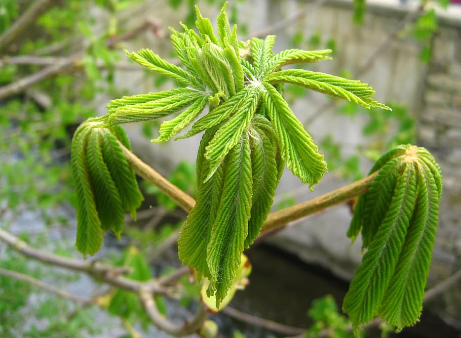 young chestnut leaves, development, spring awakening, lenz HD wallpaper