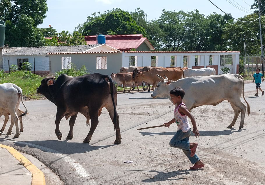 cattle, boy, chasing, buildings, village, trees, child, summer HD wallpaper