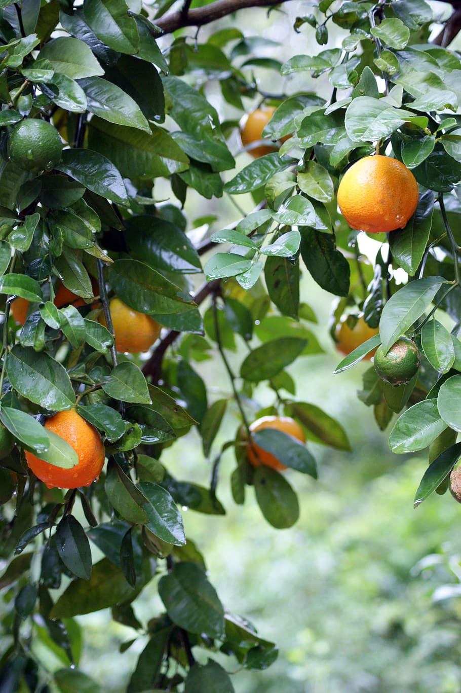 oranges, tree, rain, wet, fruit, nature, paraguay, south america HD wallpaper