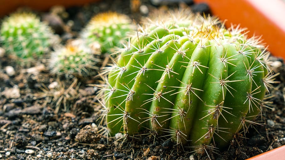 cactus, plant, thorns, succulent plant, green color, sharp HD wallpaper