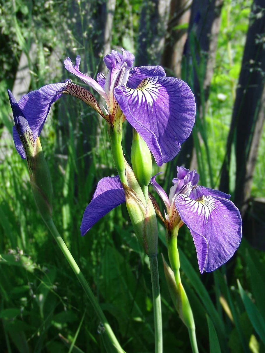 Wild Iris, Purple Flower, Bloom, bright, beautiful, plants HD wallpaper