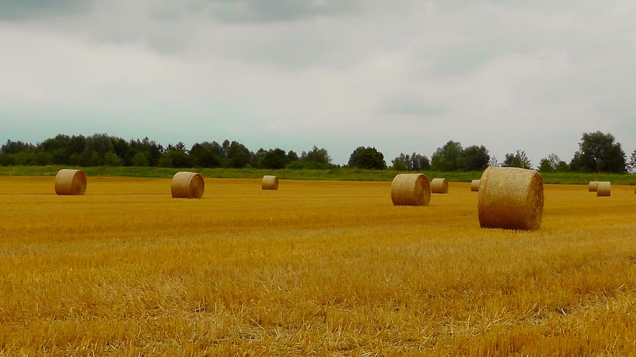 rolled hays under gray clouds, straw bales, wrapped up, pet food, HD wallpaper