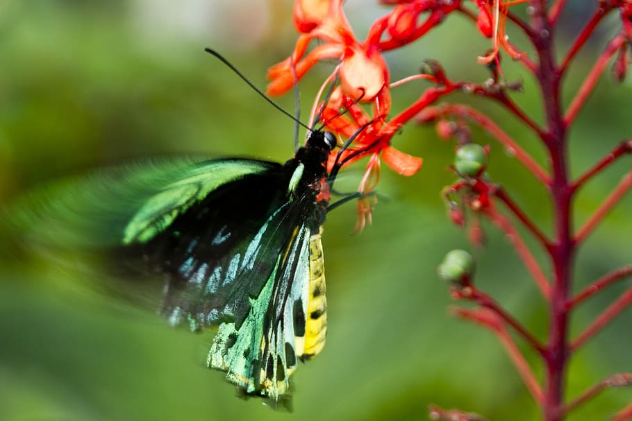 green and yellow butterfly on red flower during dayime, wings HD wallpaper