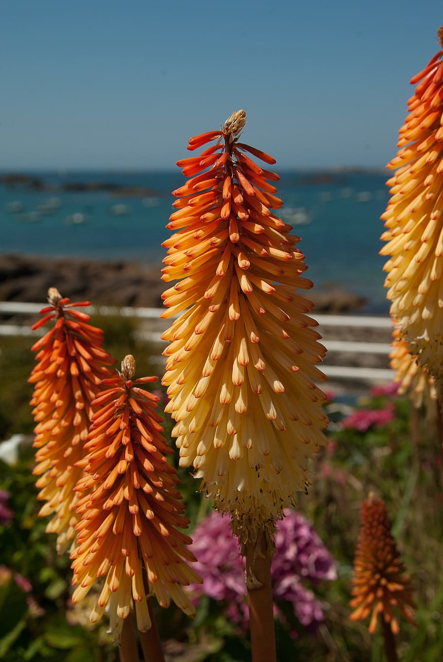 Flowers, Clusters, Spikes, tritome, nature, sea, plant, summer