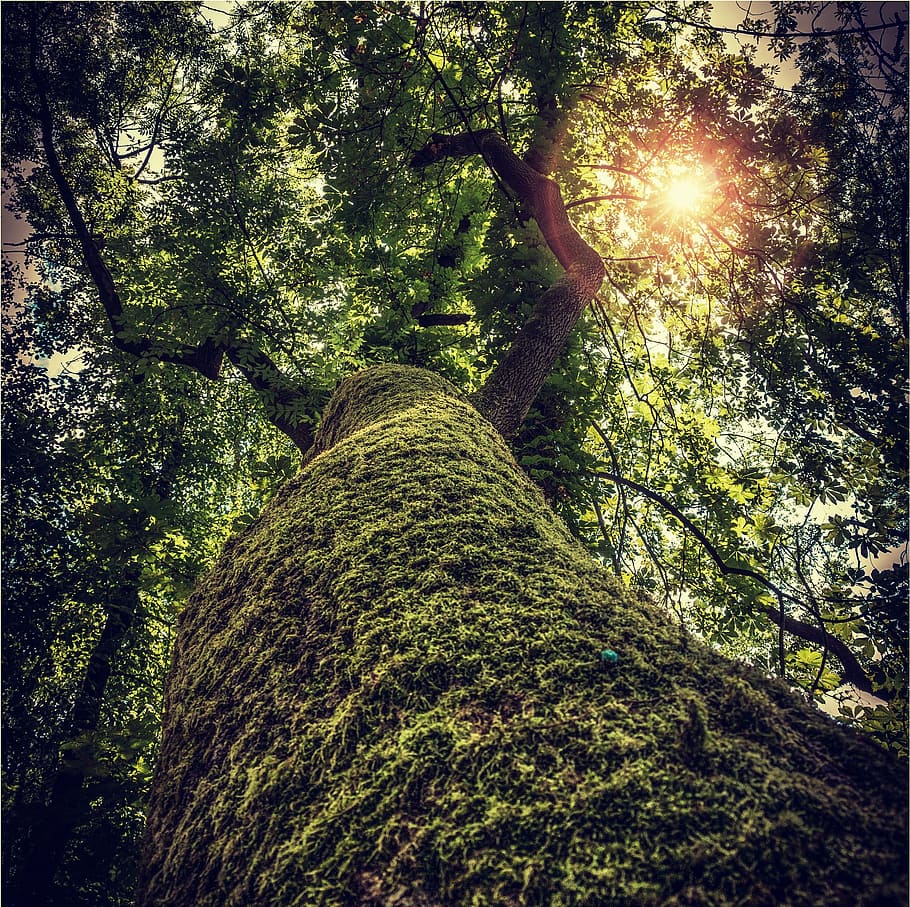park, tree, light, sun, sun rays, nature, country, forest, lučenec HD wallpaper